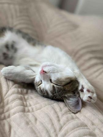 Котенка в добрые руки девочка