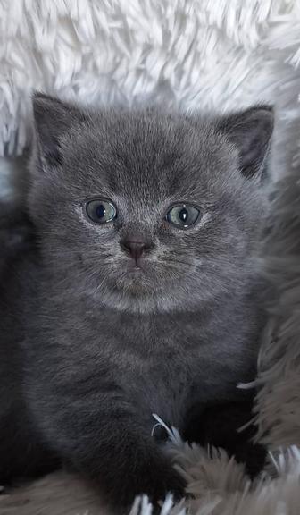 Продам плюшевых милашек девочку и мальчика