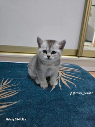 Британка 2 месяца