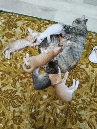 Отдам в хорошие руки котят