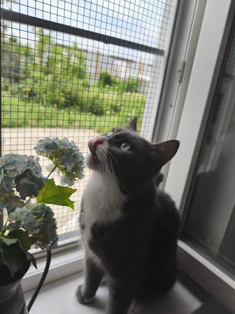 Котик Томас в добрые руки