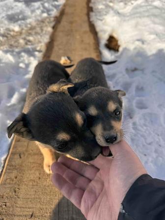 Отдам щенка в добрые руки бесплатно