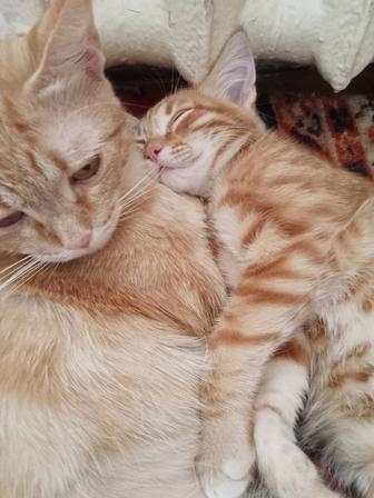 Отдам кошечку очень умную с котенком