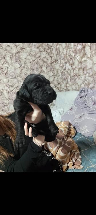 Щенок Кане-корсо, остался один мальчик