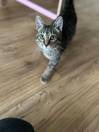 Ищем дом котенку