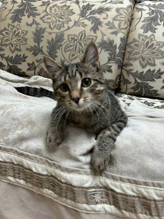 Ищем дом котятам