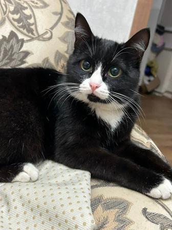 Ищем дом коту и кошке