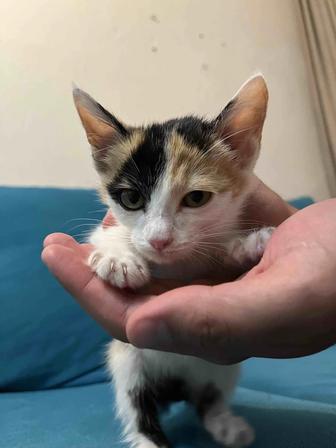 Котенок ищет дом. Отдам в добрые руки. Срочно
