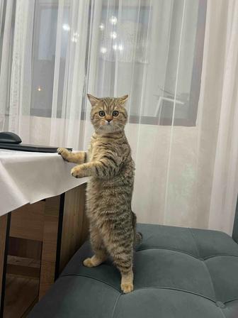Котенок