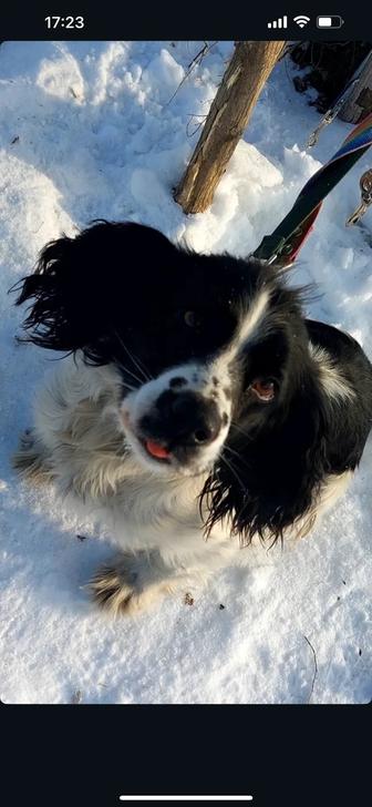 В добрые руки собака девочка русский спаниэль