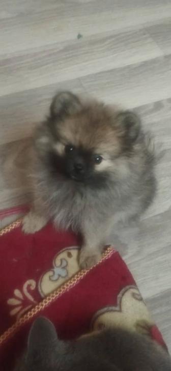 Продам девочку шпиц