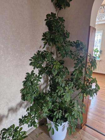 Продам большие комнатные цветы