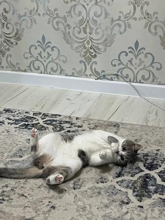 Отдам кошку