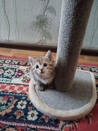 Отдам даром котят в хорошие и добрые руки.