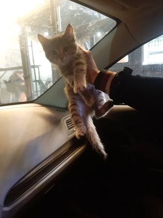 Отдам котенка в добрые руки
