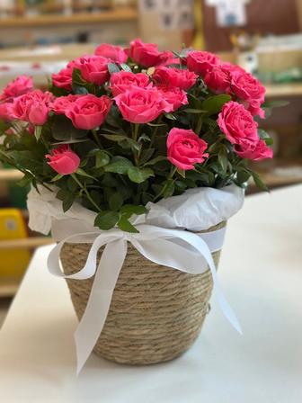 Букет , розы , цветы сегодня подаренные