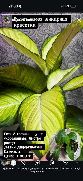 Диффенбахия Камилла