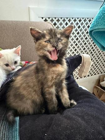 Кошечка, мама крысоловка