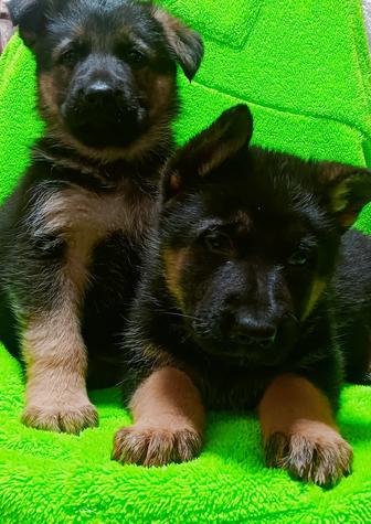 Щенки немецкой овчарки