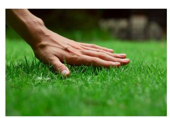 Срочно Газон и автополив