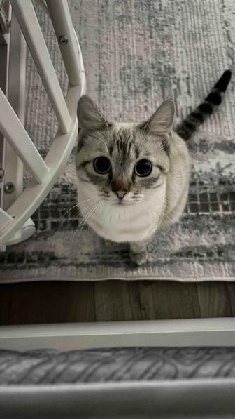 Отдам в хорошие руки голубоглазого кота 9 месяцев очень ласковый