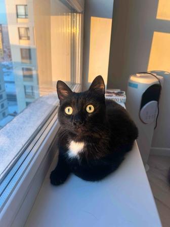 Кот котенок кот