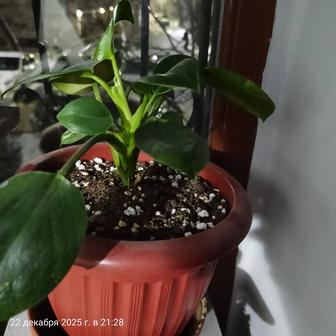 Продам цветы