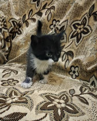 Котёнок чёрно-белый