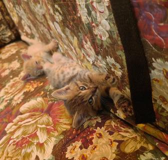 Биба и Боба в добрые руки(Котята)