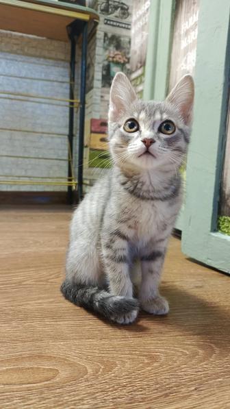 Отдам котенка в добрые руки