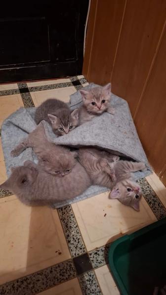 Продам британцев