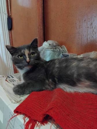 Кошечка красавица, черепахового окраса