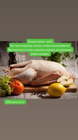 Продажа гусей