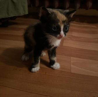 Отдам бесплатно котят