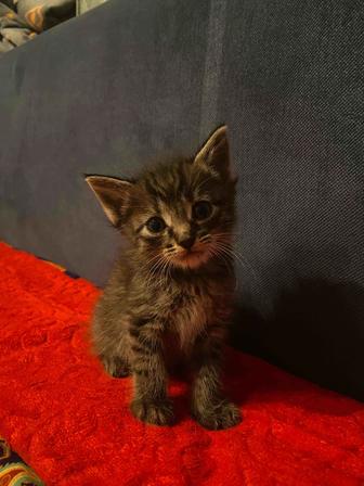 Отдам бесплатно котят