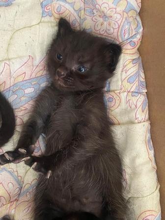Котята даром