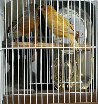 Канарейки