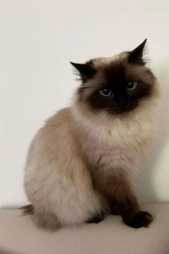 Передержка кошек