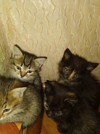 Котята в добрые руки