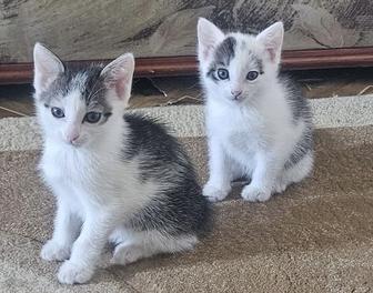 Отдам котят