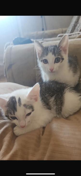 Отдам котят