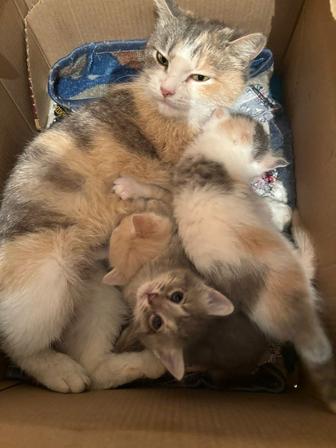Отдам кота и котенка в добрые руки