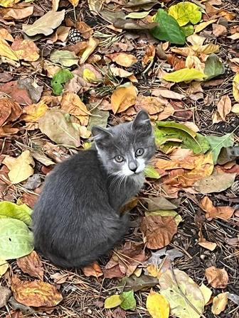 Отдадим котят в хорошие руки
