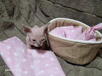 Котята сфинкс канадский