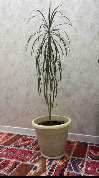 Продаю цветок Драценну