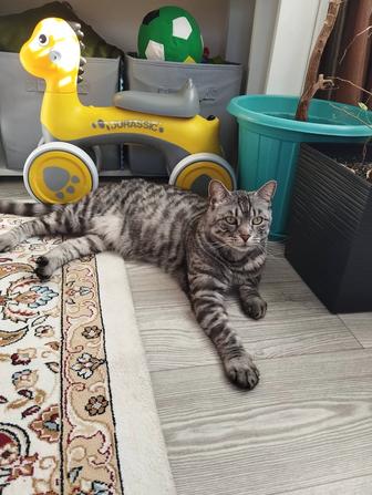 Отдам взрослого кота