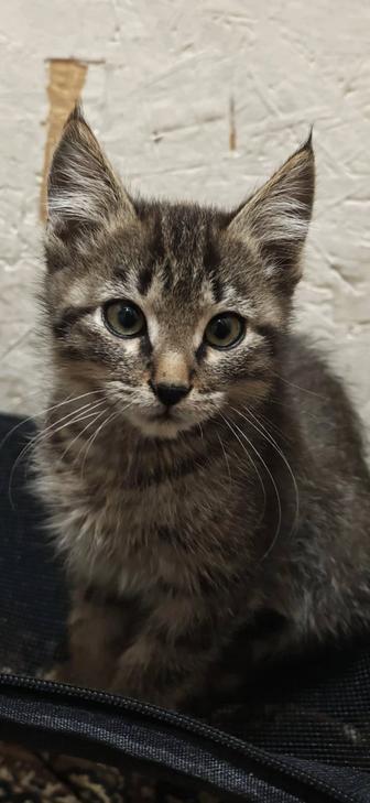 Отдам котят бесплатно