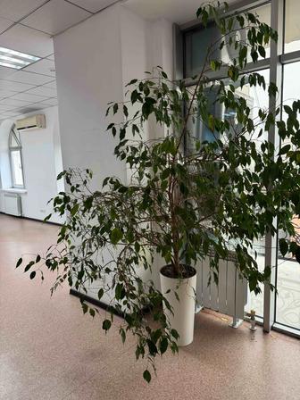 Цветы продаю высота 1,5 м