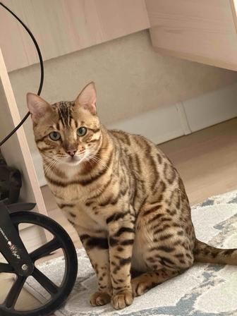 Отдам в добрые руки бенгальского кота