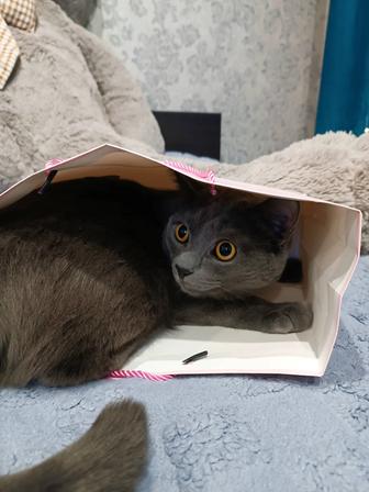 Отдам кота в хорошие руки